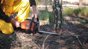 Best Tree Removal  in Crump, TN