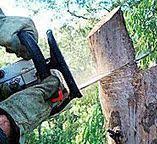 How Our Tree Care Process Works  in  Crump, TN
