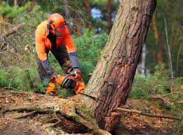 Best Tree Mulching  in Crump, TN