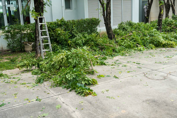 Best Tree Health Inspection  in Crump, TN