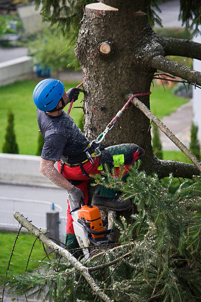 Best Firewood Processing and Delivery  in Crump, TN