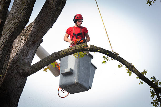 Best Aeration Services  in Crump, TN