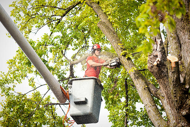 Tree and Shrub Care in Crump, TN