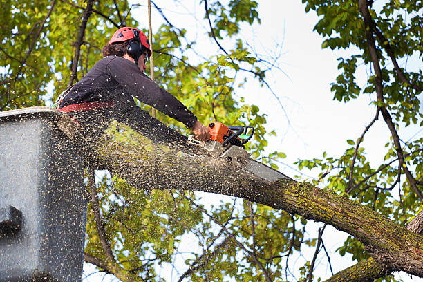 Best Tree Preservation Services  in Crump, TN