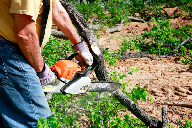 Best Tree Maintenance Programs  in Crump, TN